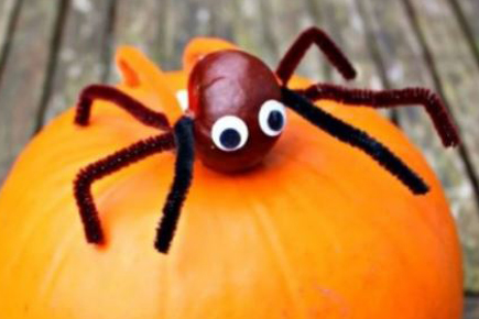 Spider on pumpkin